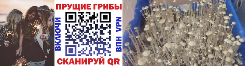 Псилоцибиновые грибы мицелий MEGA Кандалакша